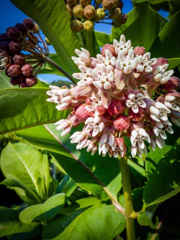 Il Giardino Delle Farfalle Valgioie Zewnętrze zdjęcie
